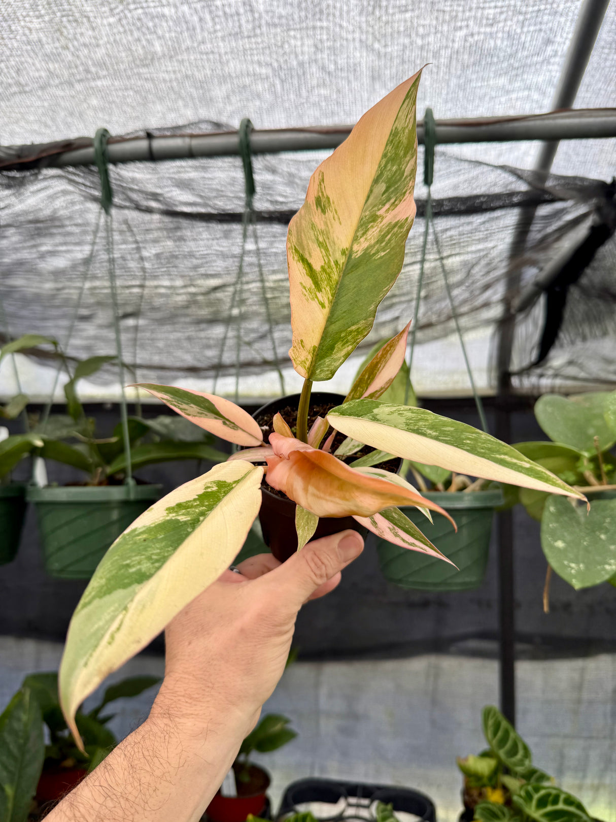 4” Philodendron ‘Caramel Marble’ - Canopy Plant Co.