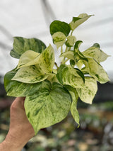 5" Pothos Manjula