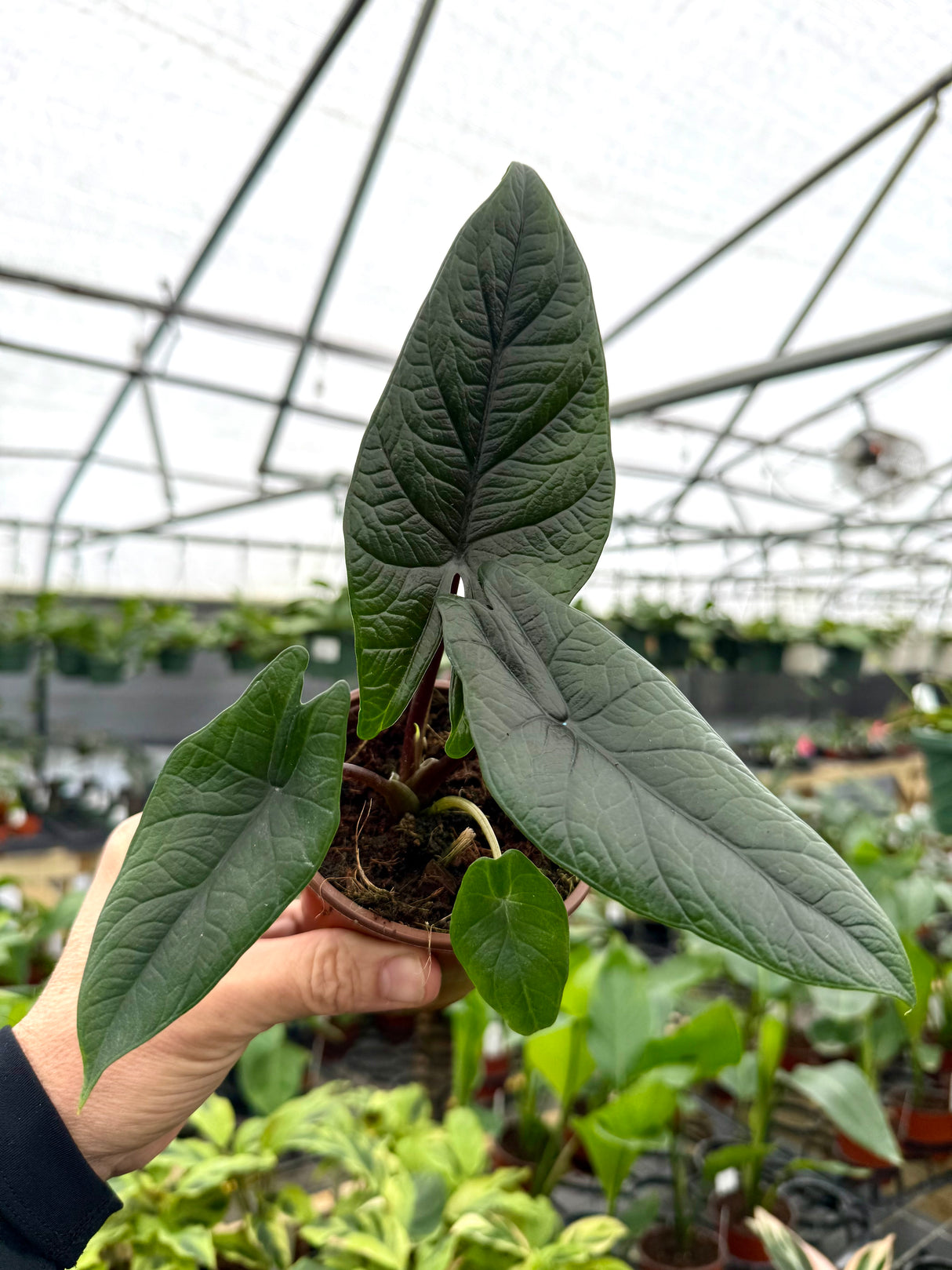 4" Alocasia scalprum