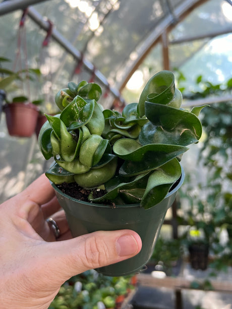 4" Hoya compacta 'Rope'