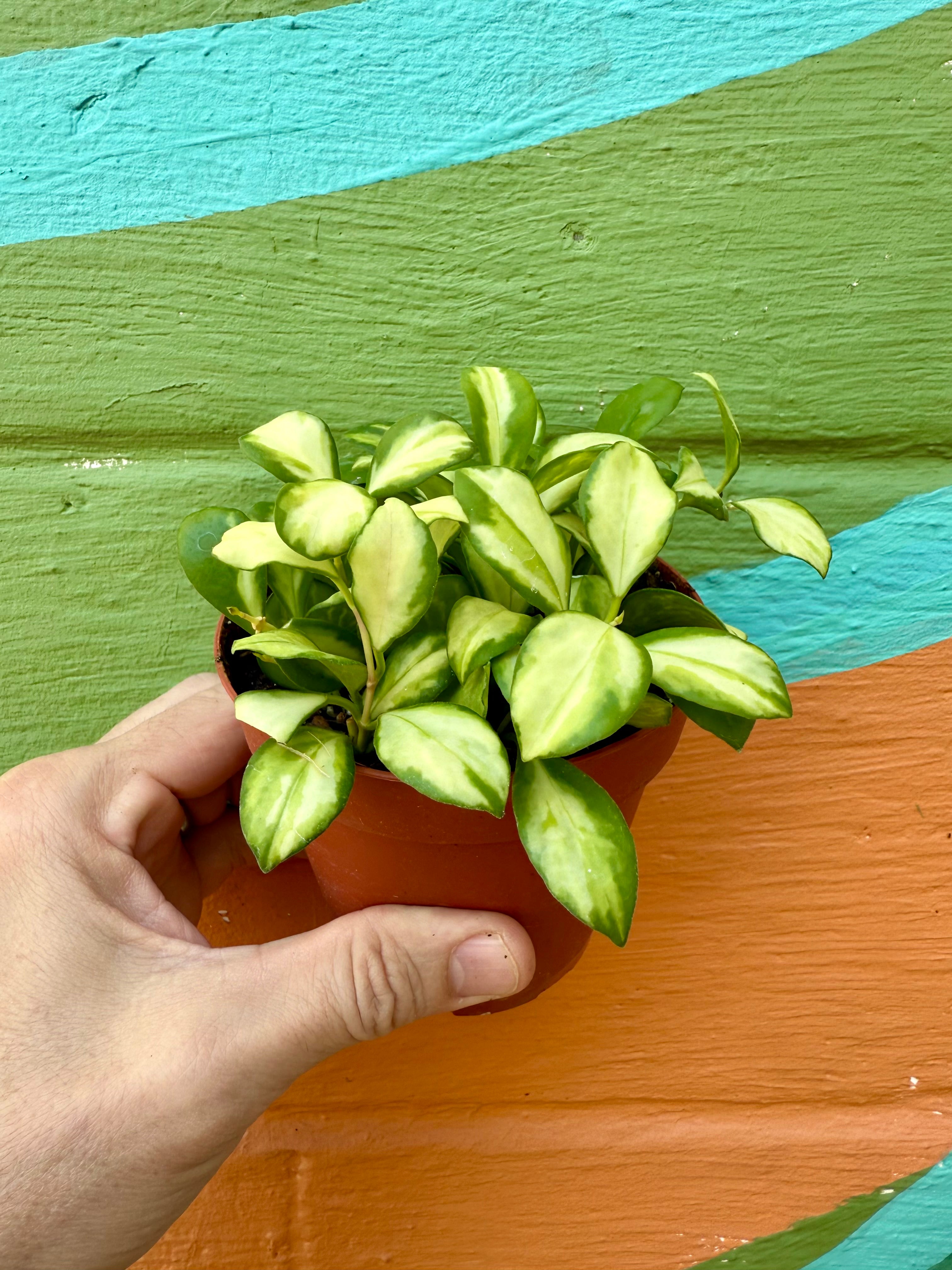 4” Hoya heuschkeliana inner variegated – Canopy Plant Co.