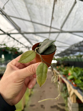 2” Hoya thomsonii (white flower) - Canopy Plant Co.