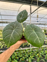 4” Alocasia maharani