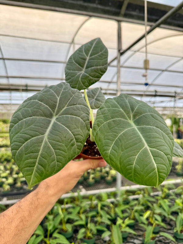 4” Alocasia maharani - Canopy Plant Co.