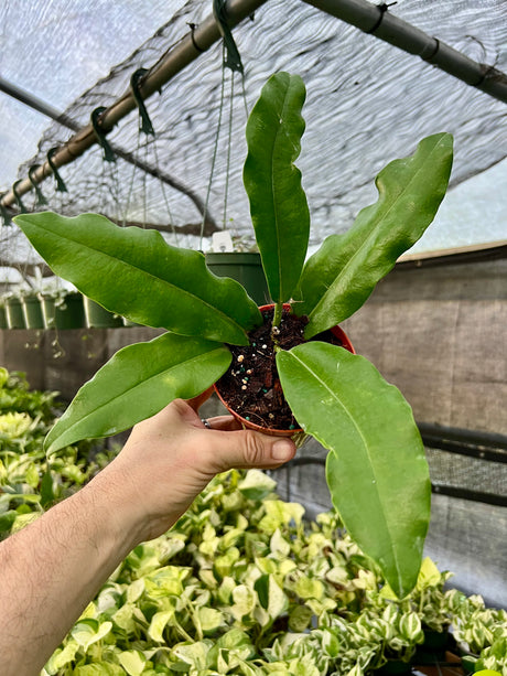 4" Hoya imperialis - Canopy Plant Co.