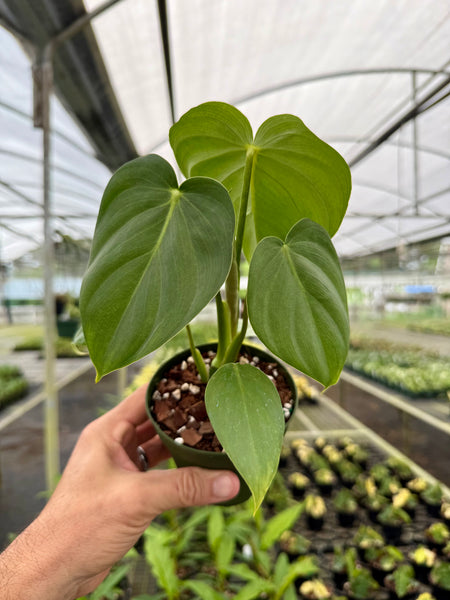 philodendron mcdowell for sale 4" Philodendron 'Dean McDowell' – Canopy Plant Co