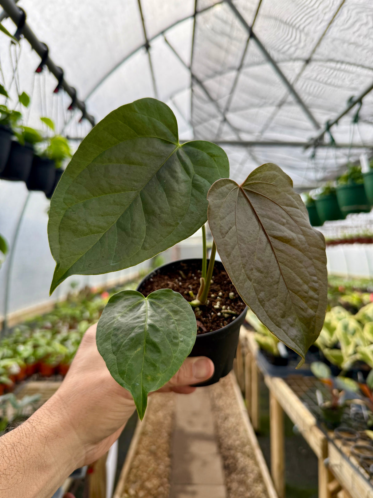 4" Anthurium ‘Queen of Hearts’