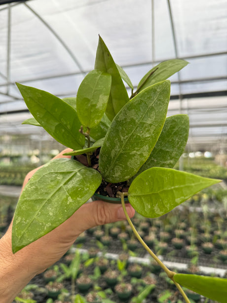 4" Hoya RHM 14-1