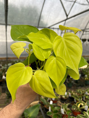 4" Philodendron hederaceum 'Lemon Lime' - Canopy Plant Co.