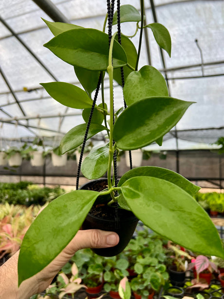 4" Hoya benitotanii hanging basket