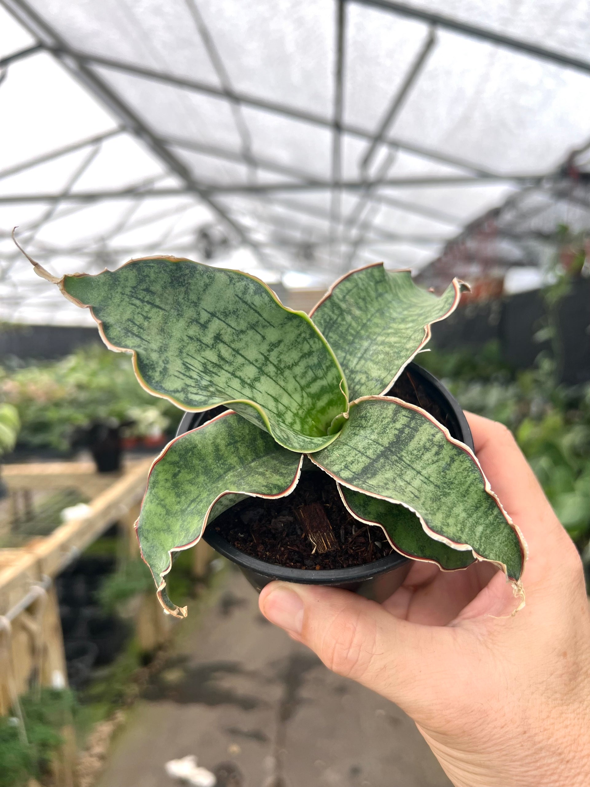 sansevieria cura 4” Sansevieria 'Cleopatra' – Canopy Plant Co