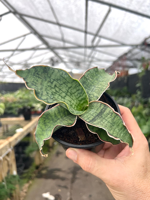 sansevieria nilotica 4” Sansevieria 'Cleopatra' – Canopy Plant Co