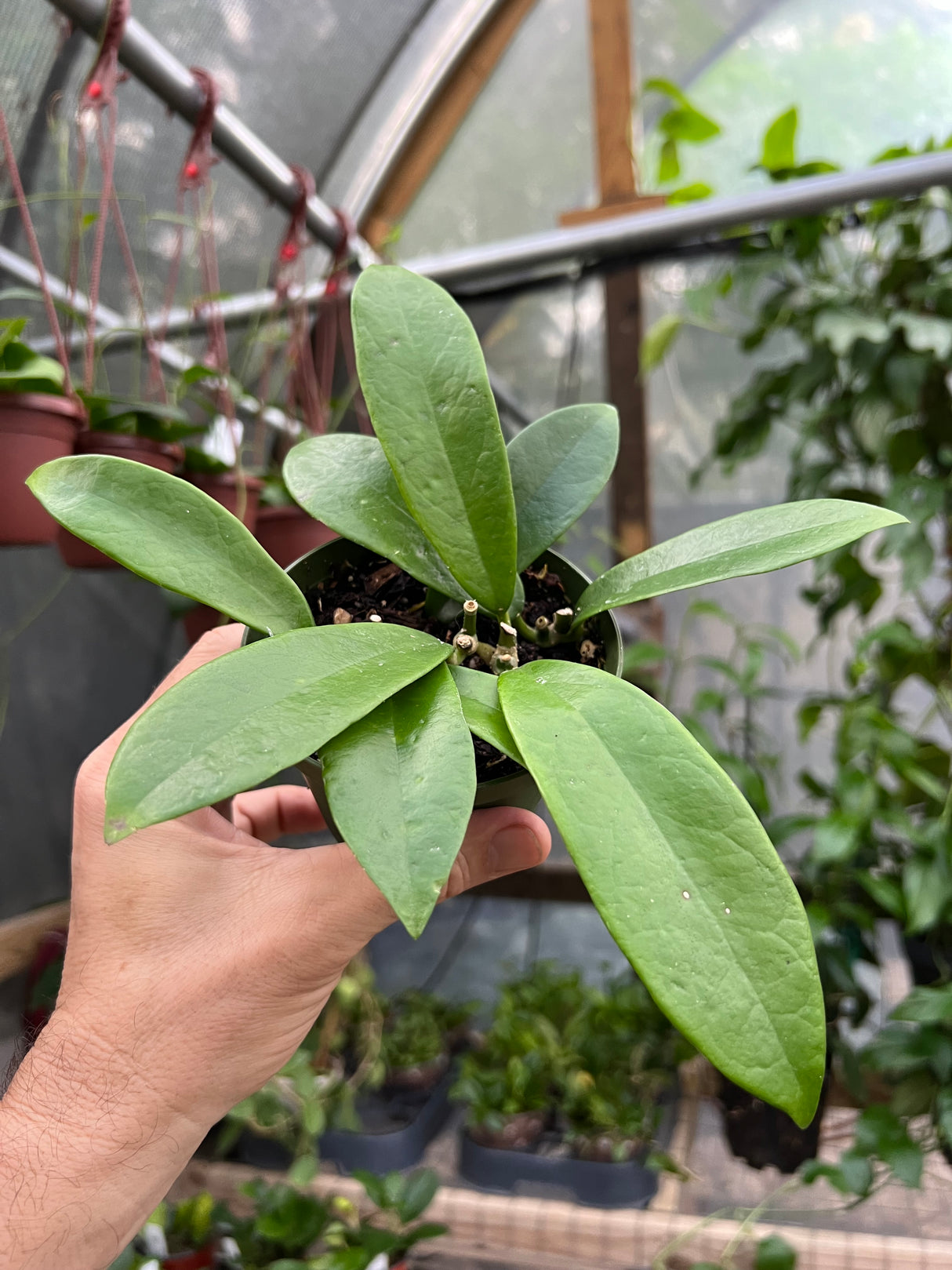 4" Hoya meliflua