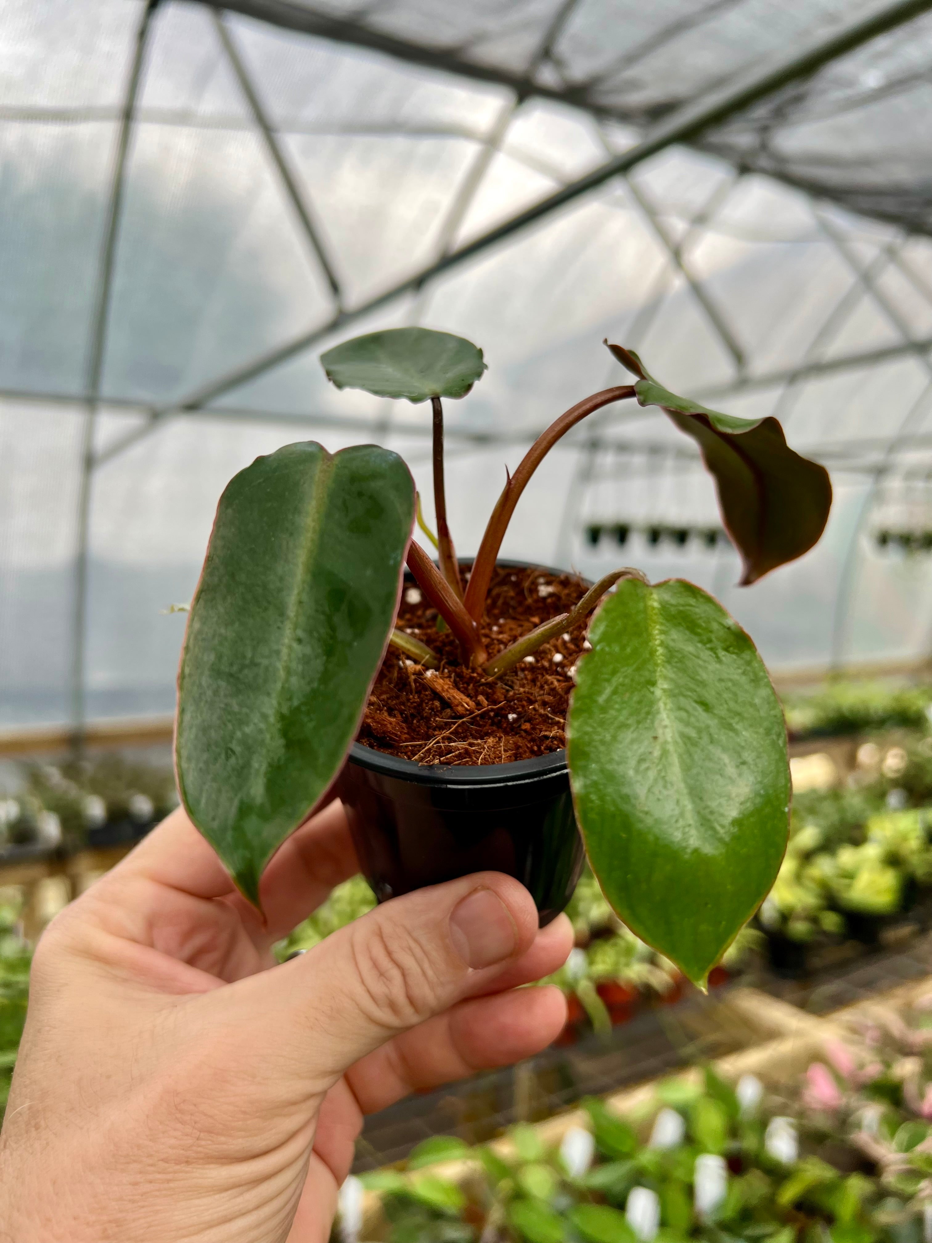 In Stock – Page 9 – Canopy Plant Co. In Stock – Page 9 – Canopy Plant Co.