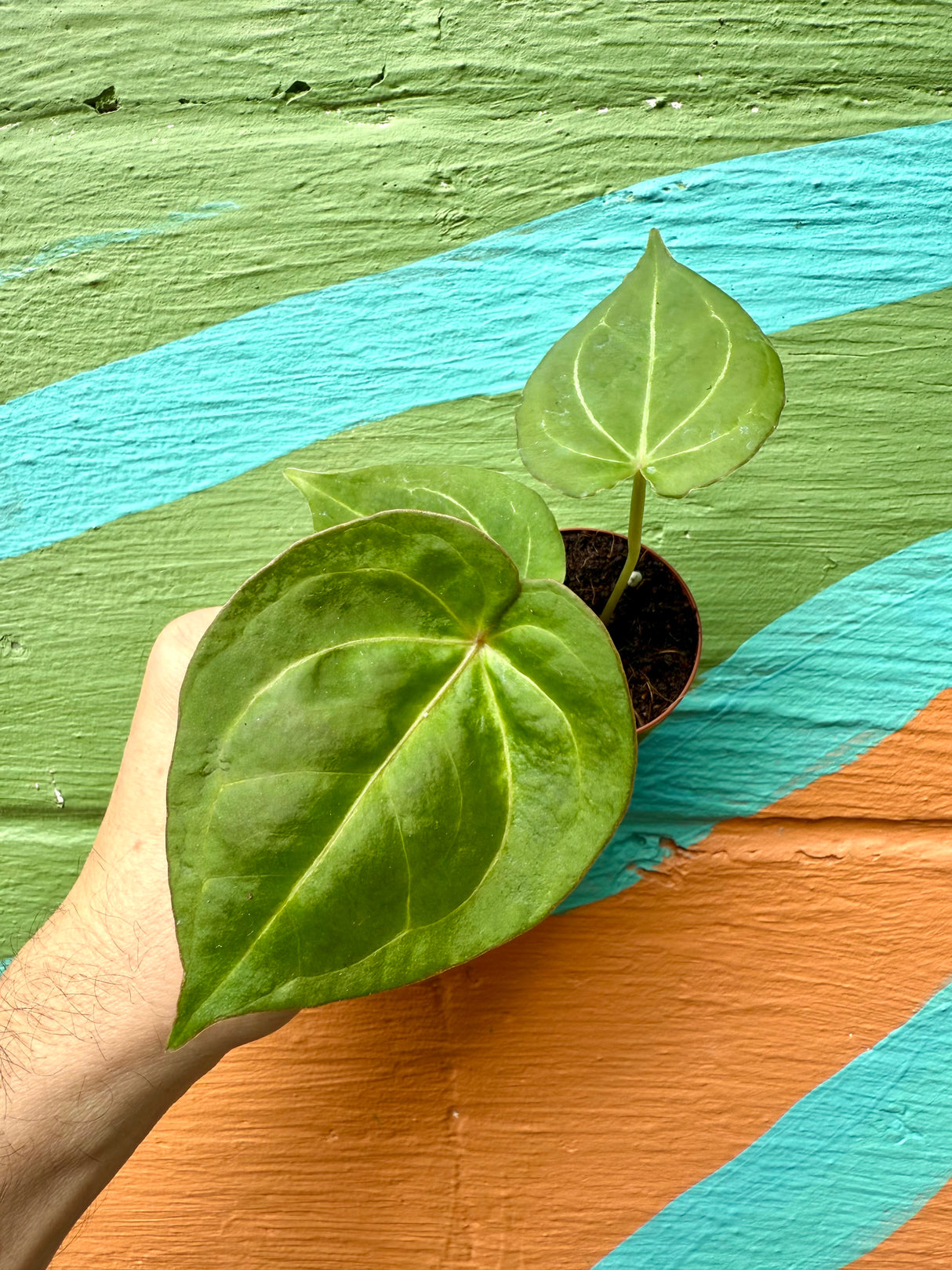 2" Anthurium 'King of Spades'
