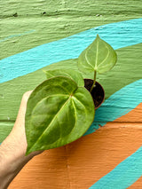 2" Anthurium 'King of Spades'