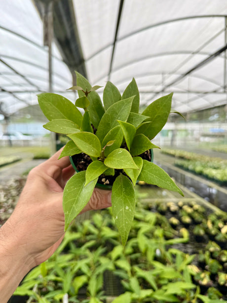 4” Hoya ‘Sunrise’