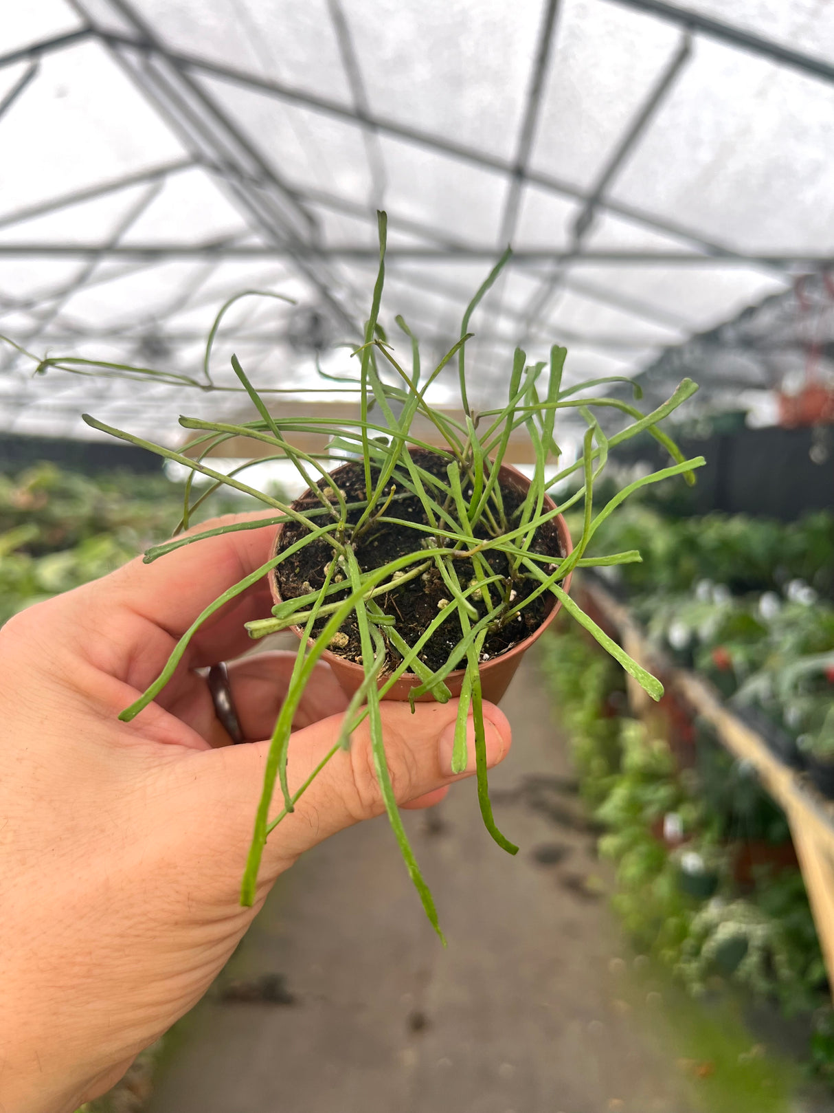 2.5" Hoya retusa