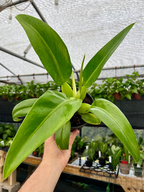 6” Philodendron martianum 'Fat Boy'
