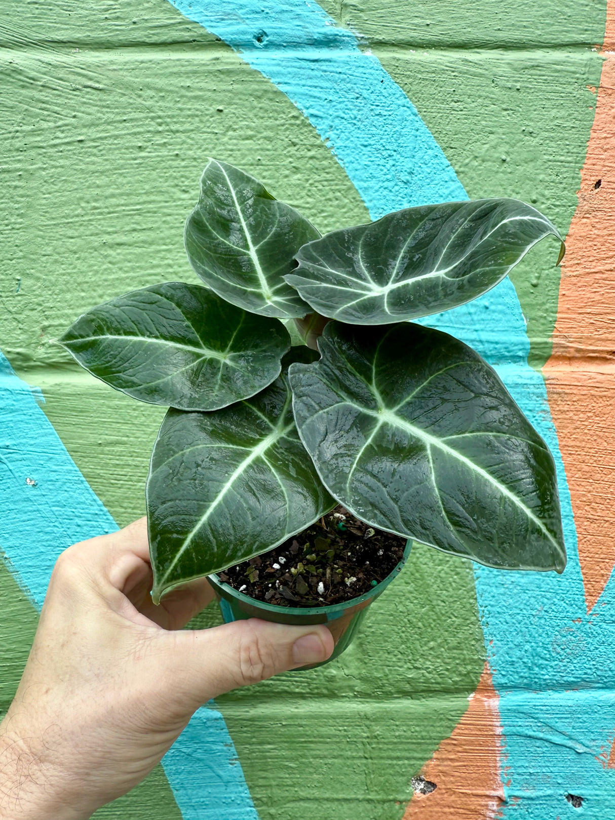 4" Alocasia ‘Black Velvet’ - Canopy Plant Co.