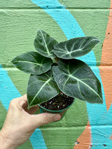 4" Alocasia ‘Black Velvet’ - Canopy Plant Co.