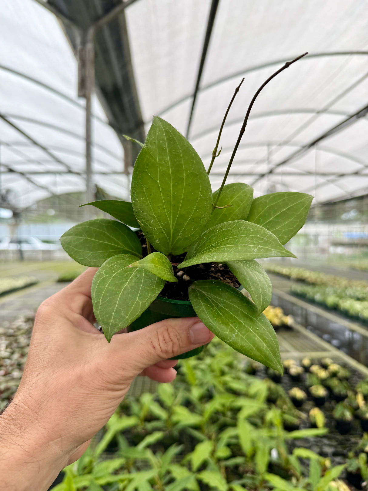 4” Hoya pottsii