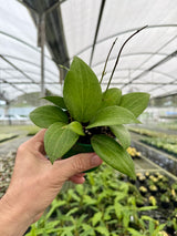 4” Hoya pottsii