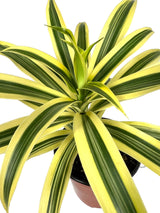 4" Dracaena Song of India - Canopy Plant Co.