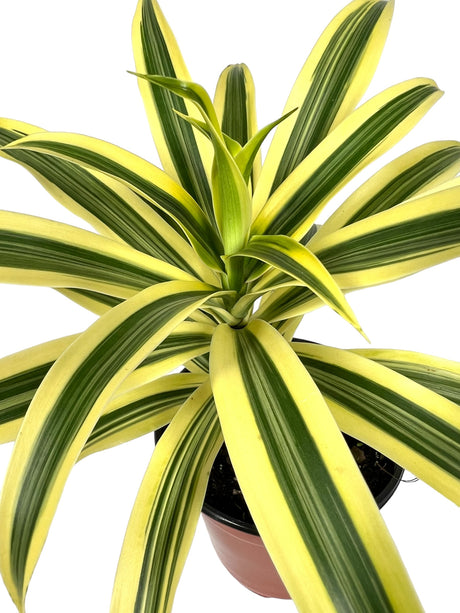 4" Dracaena Song of India - Canopy Plant Co.