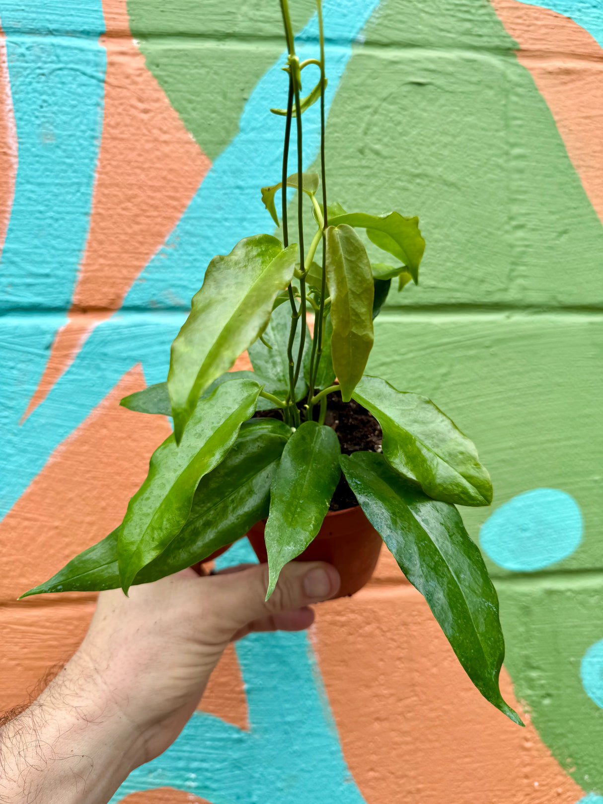 4" Hoya archiboldiana (red flower) - Canopy Plant Co.