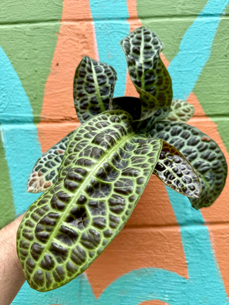 5” Labisia 'Turtle Back' - Canopy Plant Co.