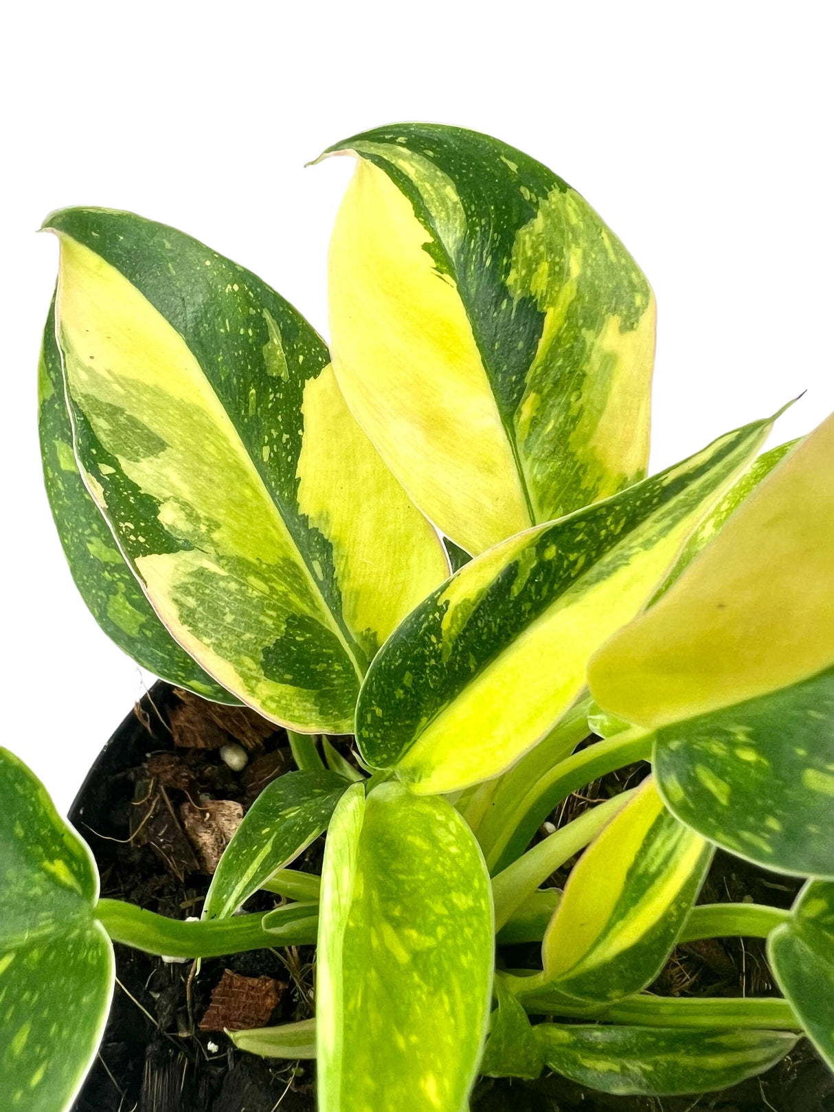 4" Philodendron Green Congo variegated