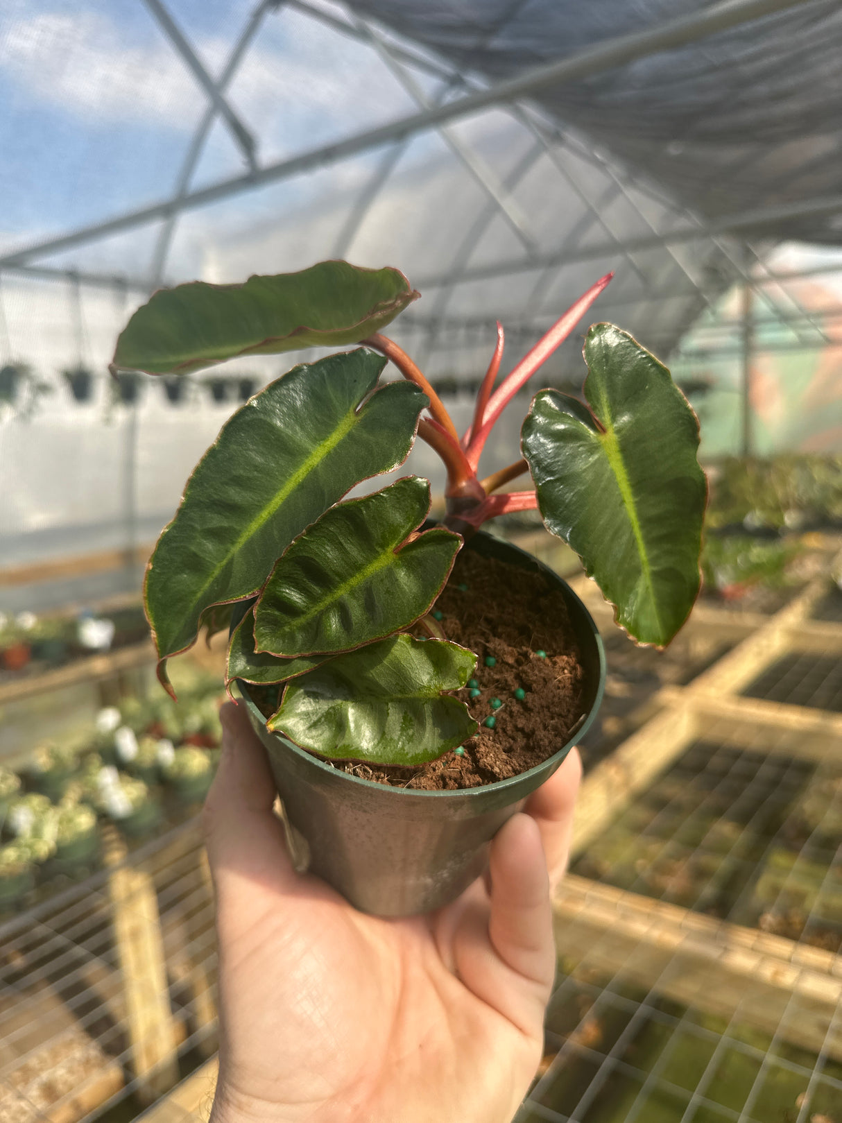 4" Philodendron billietiae