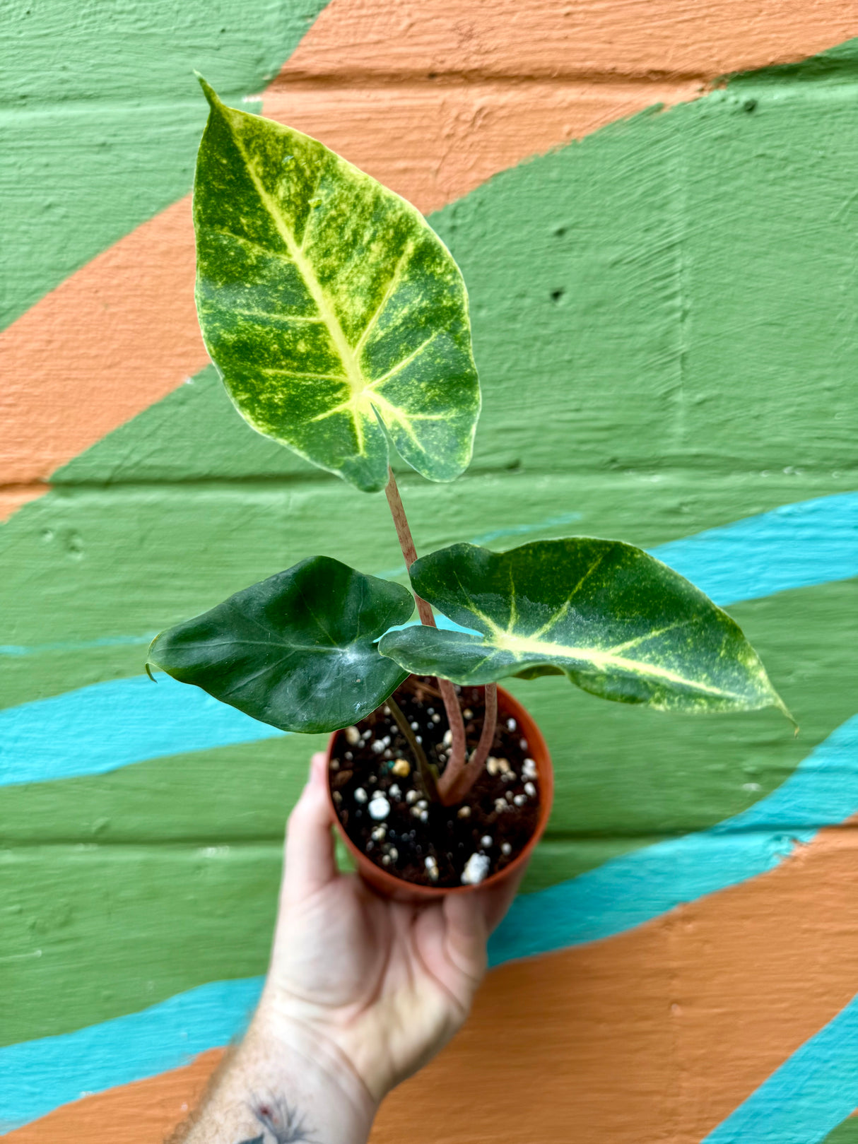 4" Alocasia 'New Guinea Gold' - Canopy Plant Co.