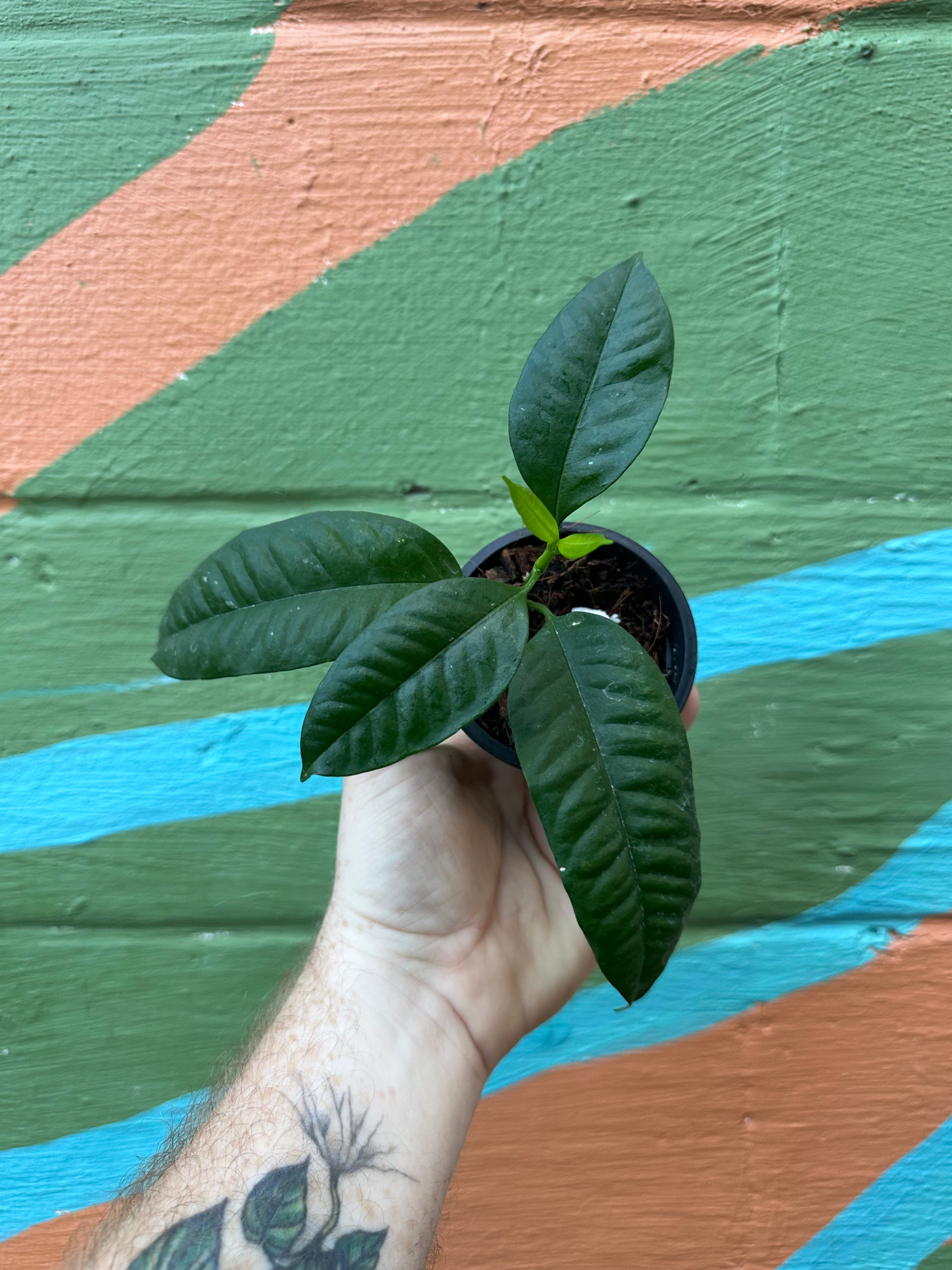 4” Hoya multiflora – Canopy Plant Co.