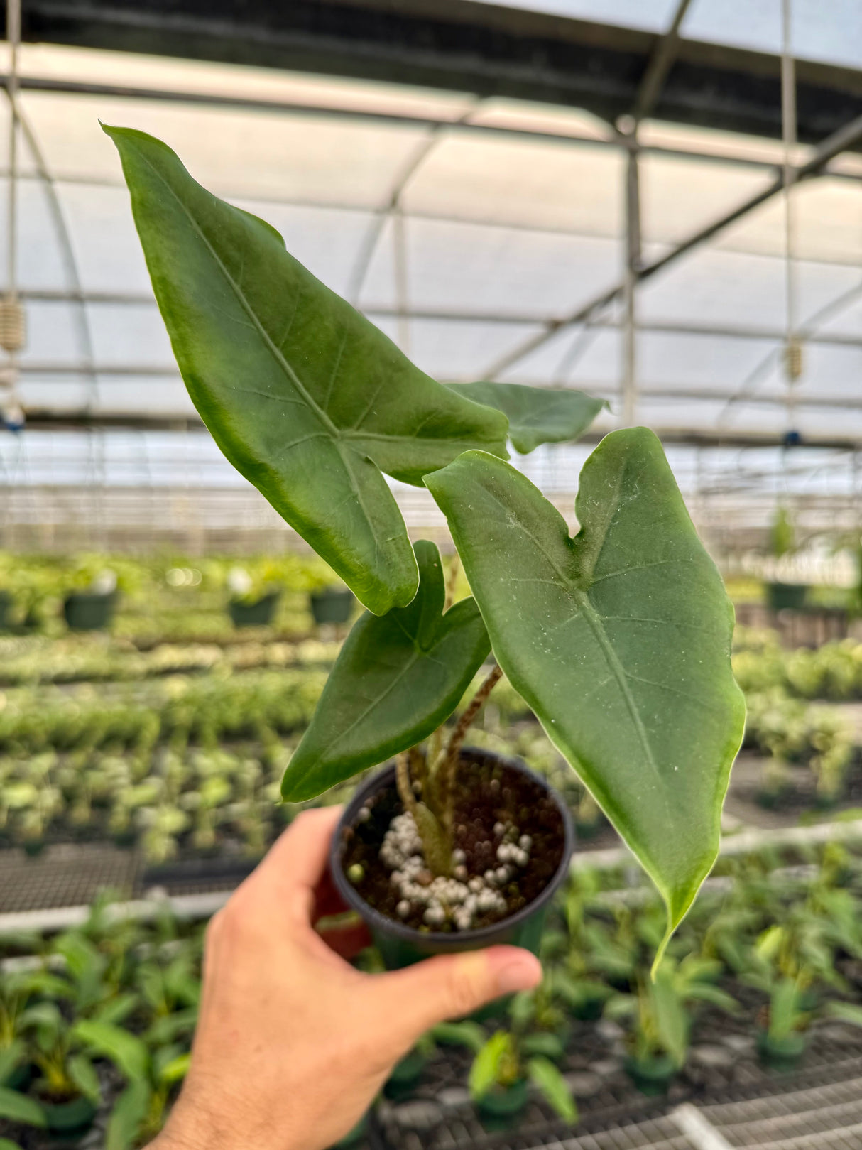 4" Alocasia 'Sarian'