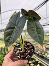 4” Alocasia 'Golden Bone'