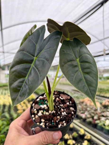 4” Alocasia 'Golden Bone'