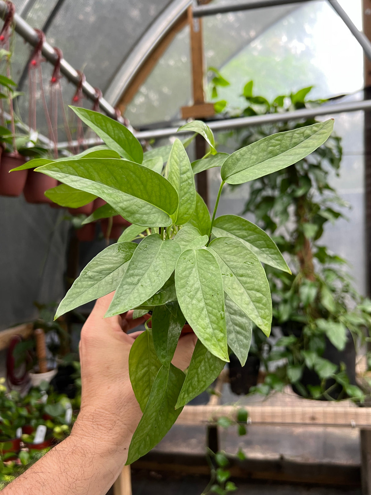 4” Pothos Cebu Blue