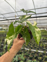 4” Syngonium Albo (white variegated)