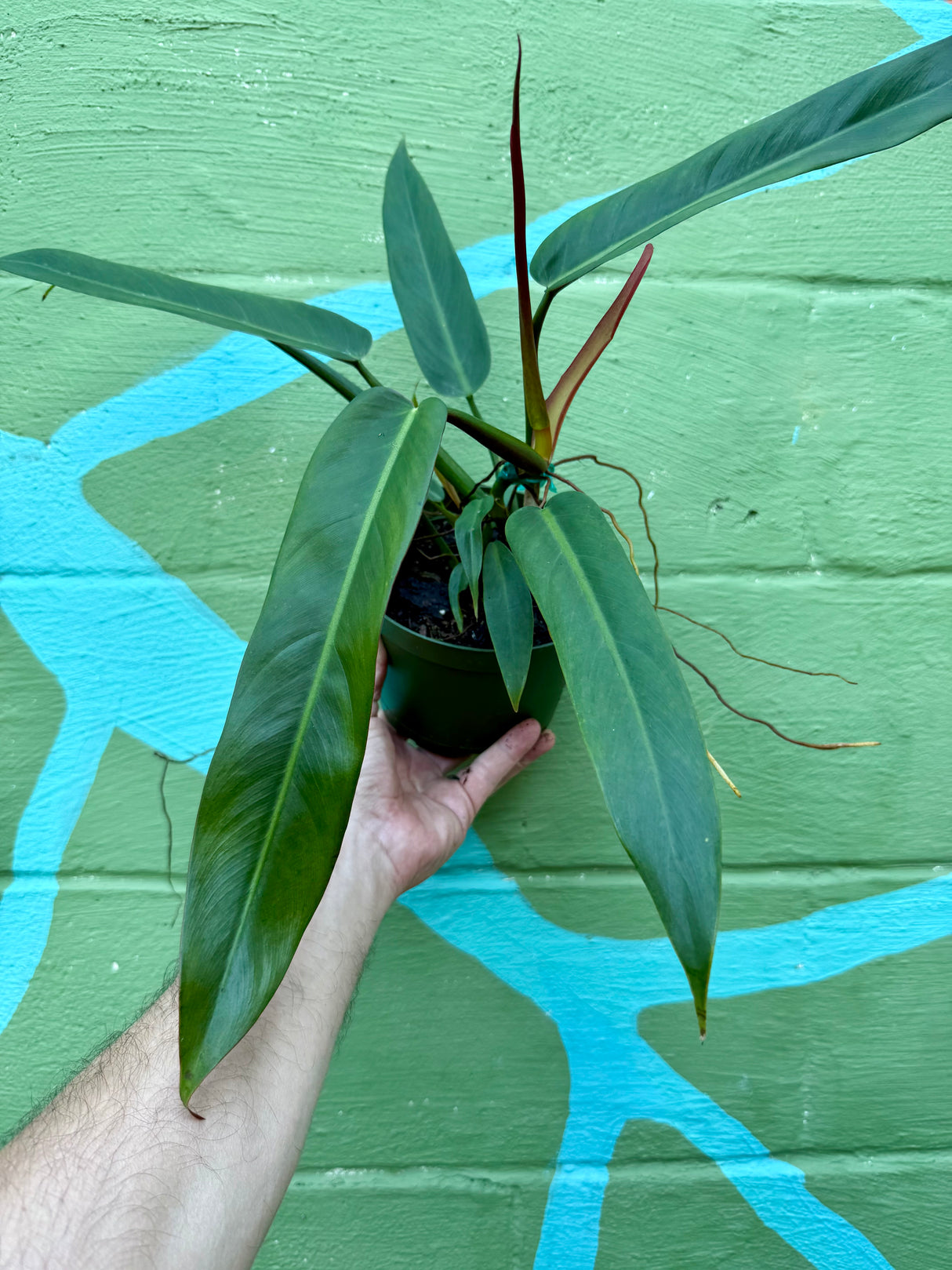 6” Philodendron ‘Bicolor’
