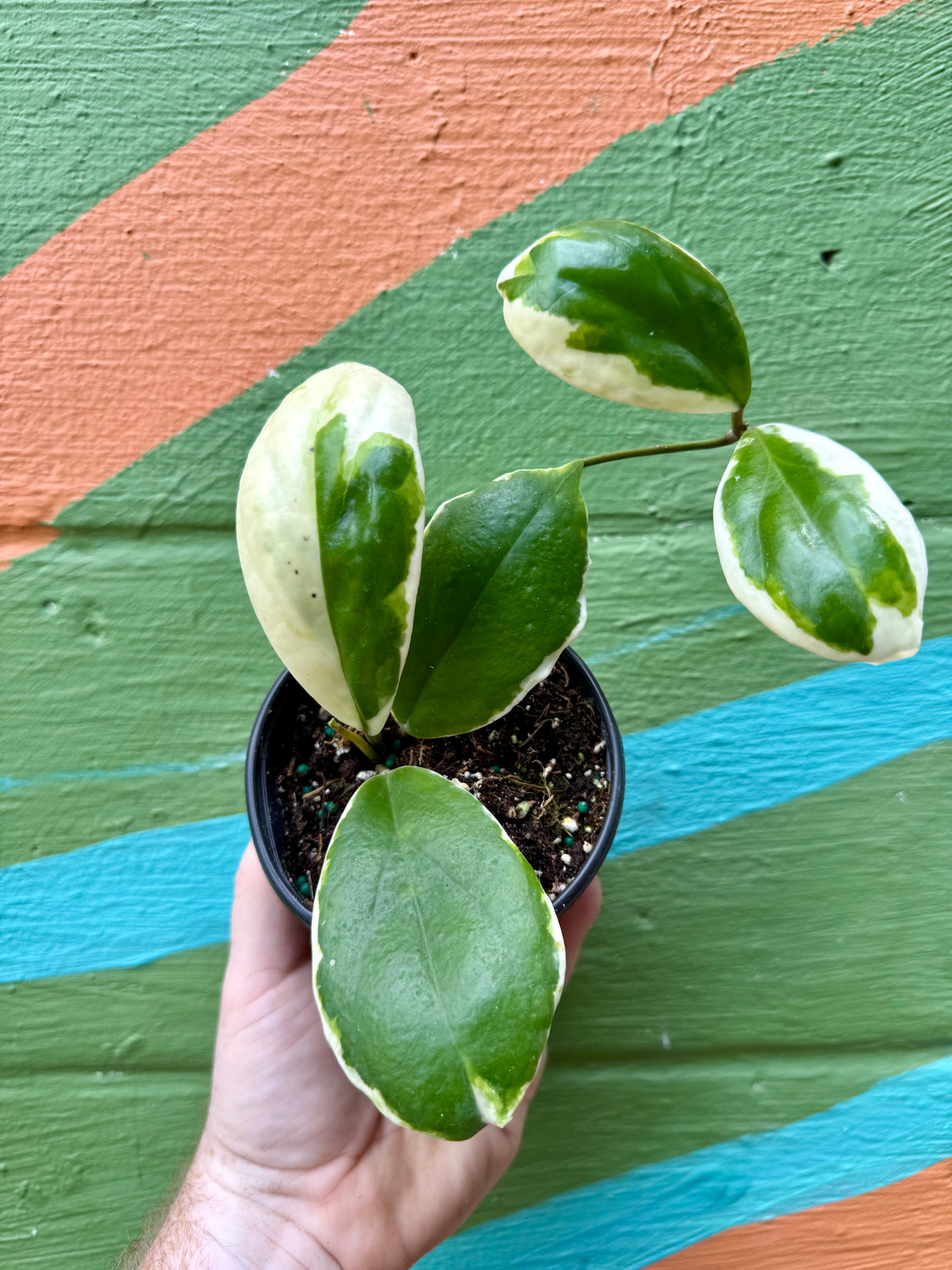 4” Hoya incrassata variegated - Canopy Plant Co.