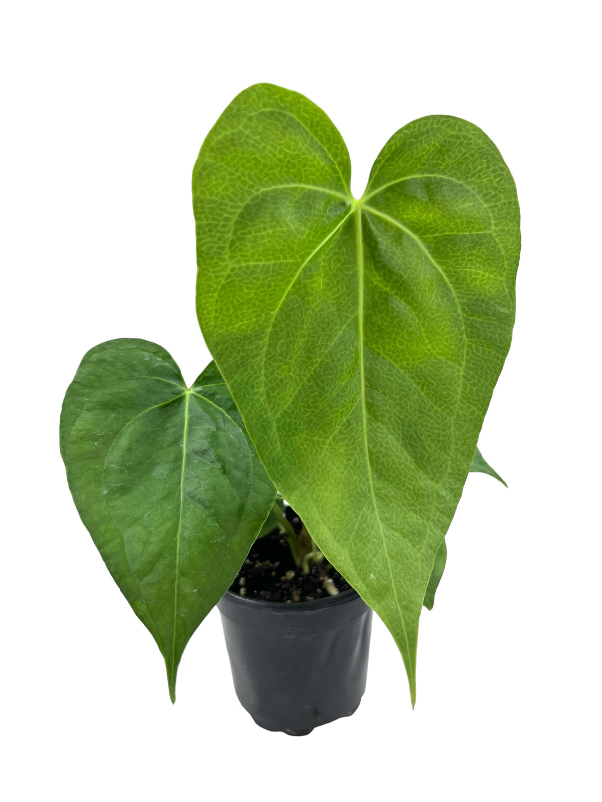 4" Anthurium clarinervium (hybrid)