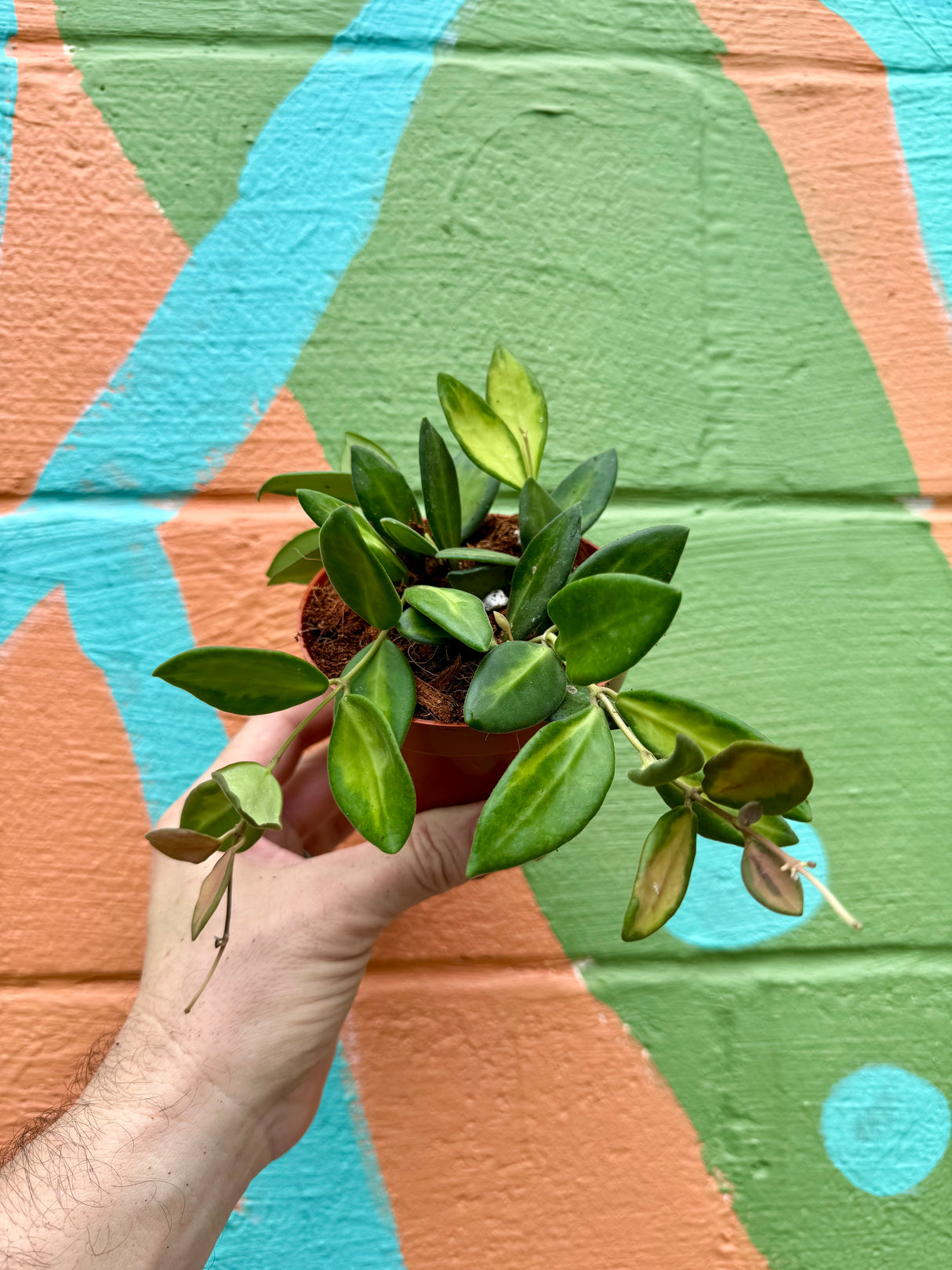 4" Hoya DS-70 variegated - Canopy Plant Co.