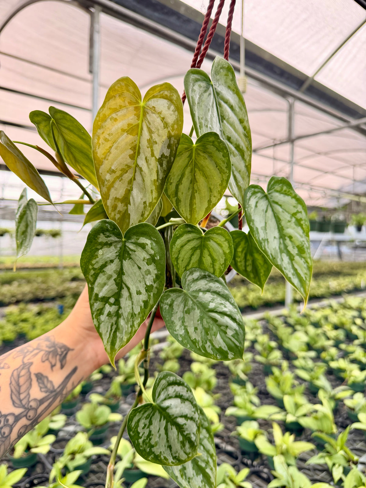 6" Philodendron brandtianum hanging basket