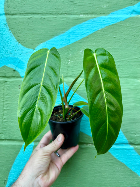 4" Philodendron esmeraldense - Canopy Plant Co.
