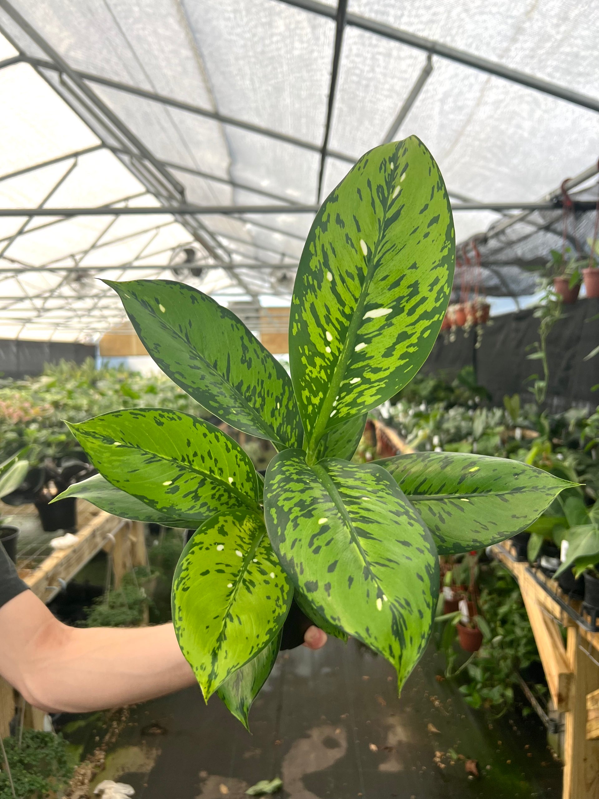 dieffenbachia near me 6" Dieffenbachia 'Crocodile' – Canopy Plant Co