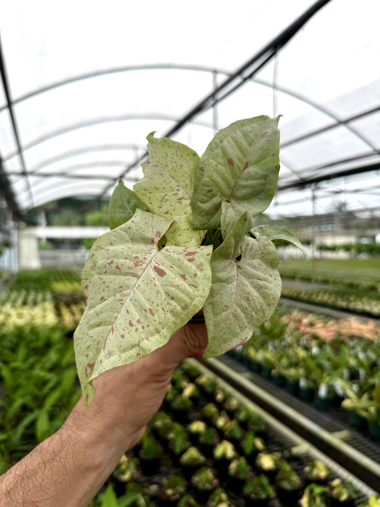 4" Syngonium ‘Milk Confetti’
