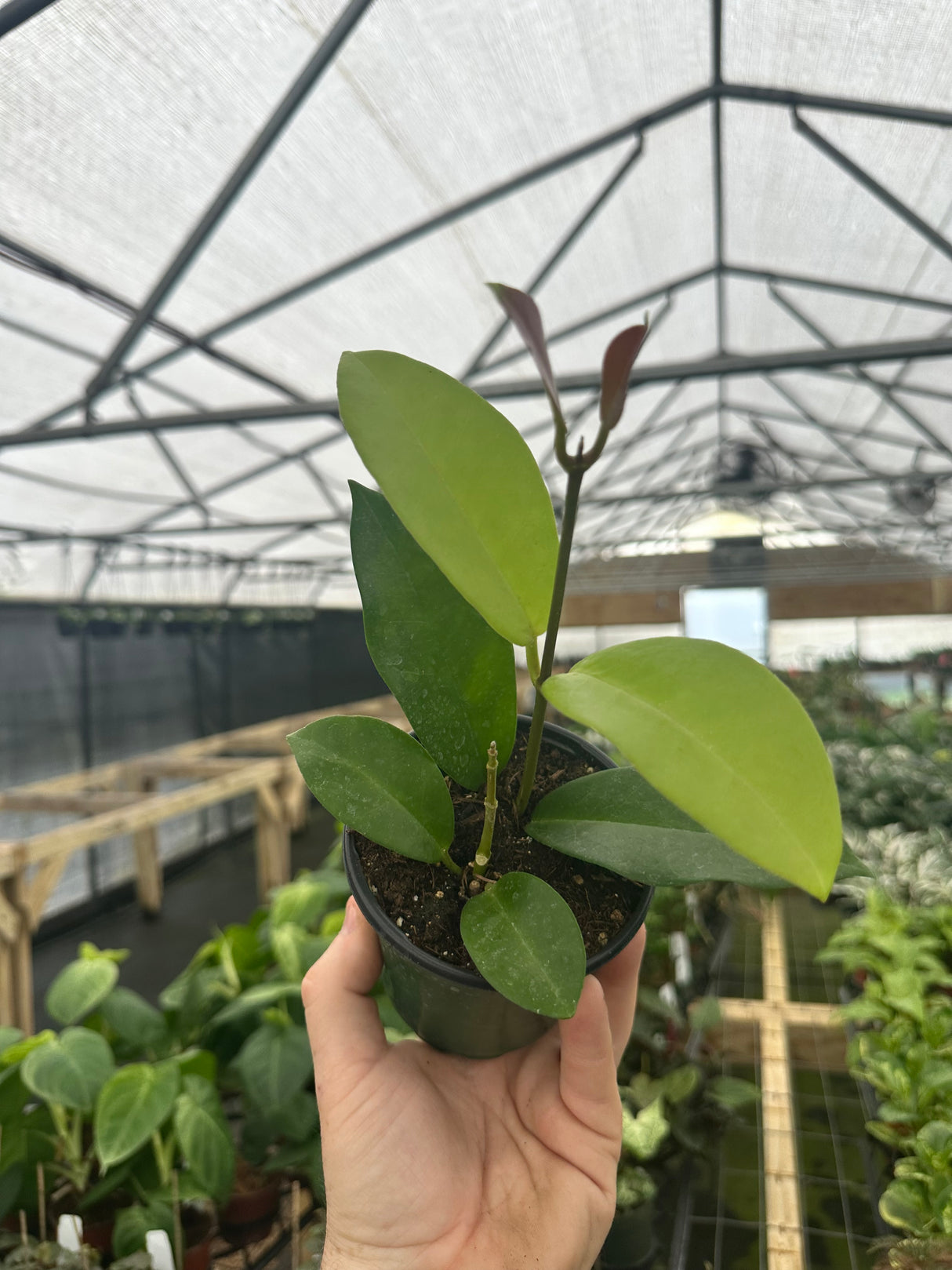 4" Hoya skinneriana