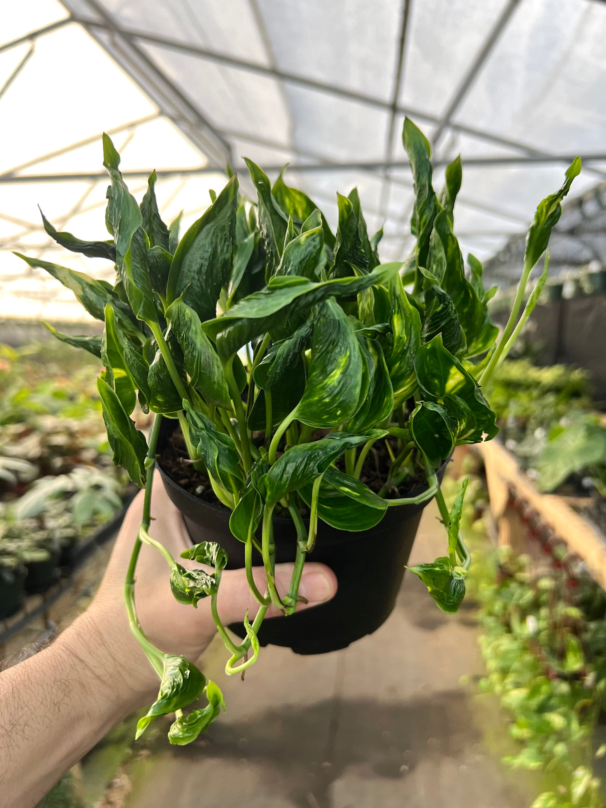 6” Pothos Shangri La